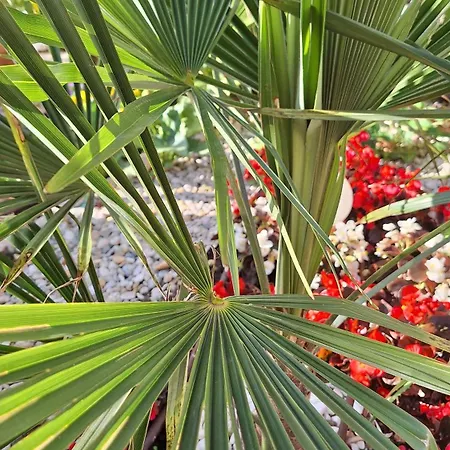 Santima * Baska (Krk)