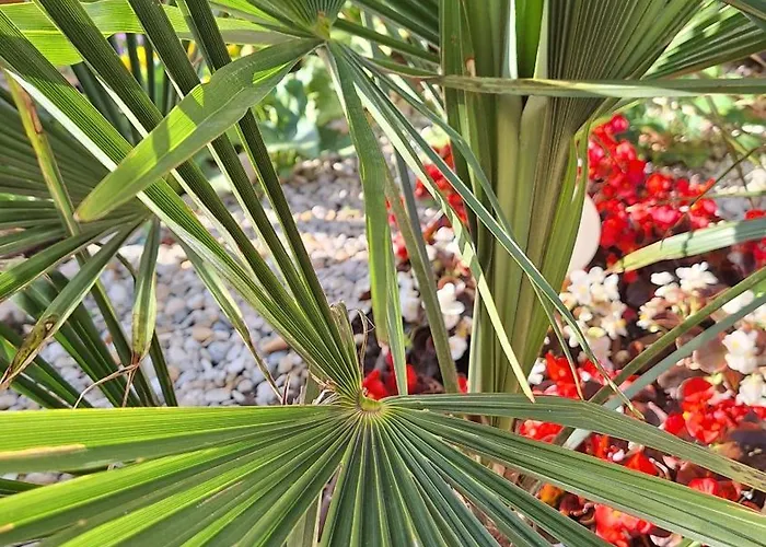 Santima * باشْكا